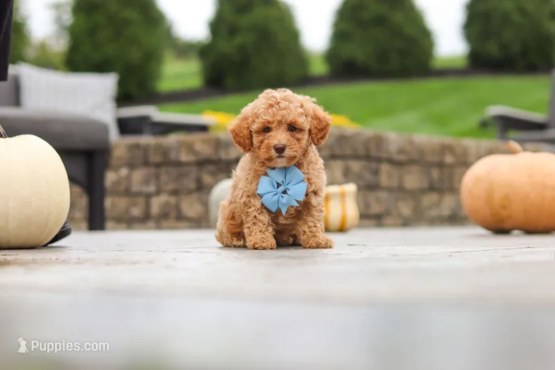 Maple – Cavapoo, Poodle - Toy  puppy for sale in Los Angeles, CA