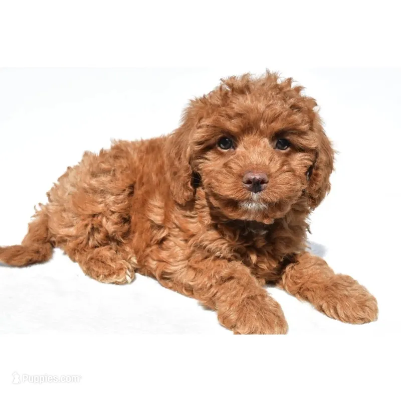 Julia – Cavapoo puppy for sale in Los Angeles, CA