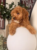 Toy size - Twinkle, a female Cavapoo and Poodle - Toy  for sale in Los Angeles, CA – 5 of 5