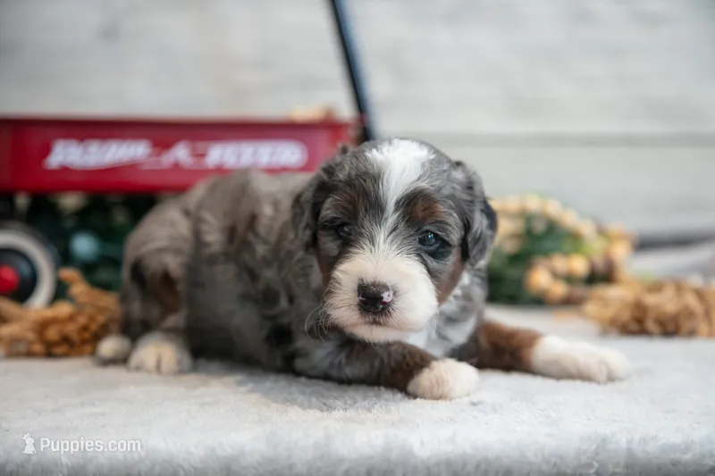 Carter  – Goldendoodle, Poodle - Toy  puppy for sale in Los Angeles, CA