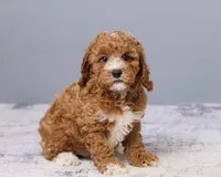 Junie, a male Cavapoo and Poodle - Toy  for sale in Los Angeles, CA – 3 of 4