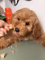 Bella - F1, a female Goldendoodle and Miniature Goldendoodle for sale in Los Angeles, CA – 2 of 10