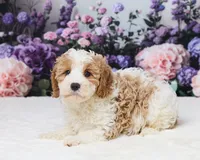 Mr. Big, a male Cavapoo for sale in Los Angeles, CA – 2 of 3