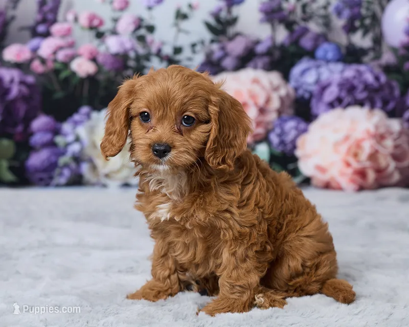 Winnie – Cavapoo puppy for sale in Los Angeles, CA