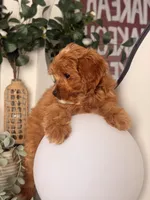 Toy size - Twinkle, a female Cavapoo and Poodle - Toy  for sale in Los Angeles, CA – 4 of 5