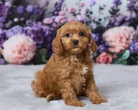 Creampuff, a male Cavapoo for sale in Los Angeles, CA – 2 of 5