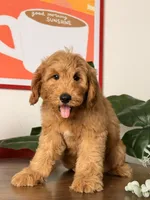 Benji - F1, a male Goldendoodle and Miniature Goldendoodle for sale in Los Angeles, CA – 2 of 9