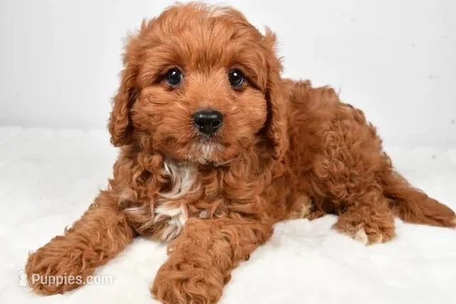 Alex – Cavapoo puppy for sale in Los Angeles, CA
