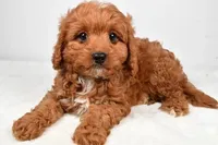 Alex, a male Cavapoo for sale in Los Angeles, CA – Photo 1 of 3