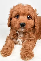 Alex, a male Cavapoo for sale in Los Angeles, CA – Photo 2 of 3