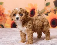 Tootsie, a female Cavapoo and Poodle - Toy  for sale in Los Angeles, CA – 3 of 4