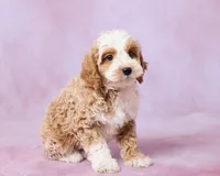 Chestnut, a male Cavalier King Charles Spaniel and Poodle - Toy  for sale in Los Angeles, CA – 4 of 4