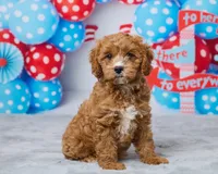 Millie, a female Cavapoo for sale in Los Angeles, CA – 2 of 4