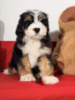 Mallows, a female Miniature Bernedoodle for sale in Los Angeles, CA – 7 of 7