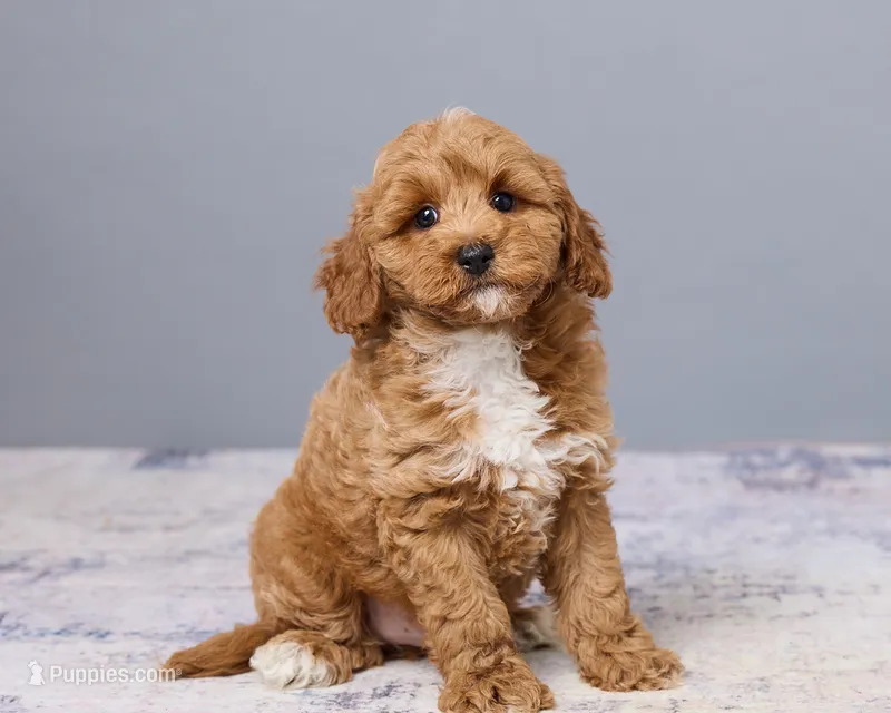 Jude – Cavapoo, Poodle - Toy  puppy for sale in Los Angeles, CA