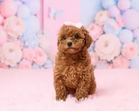 Teacup - Muffin, a female Poodle - Toy  for sale in Los Angeles, CA – 2 of 3
