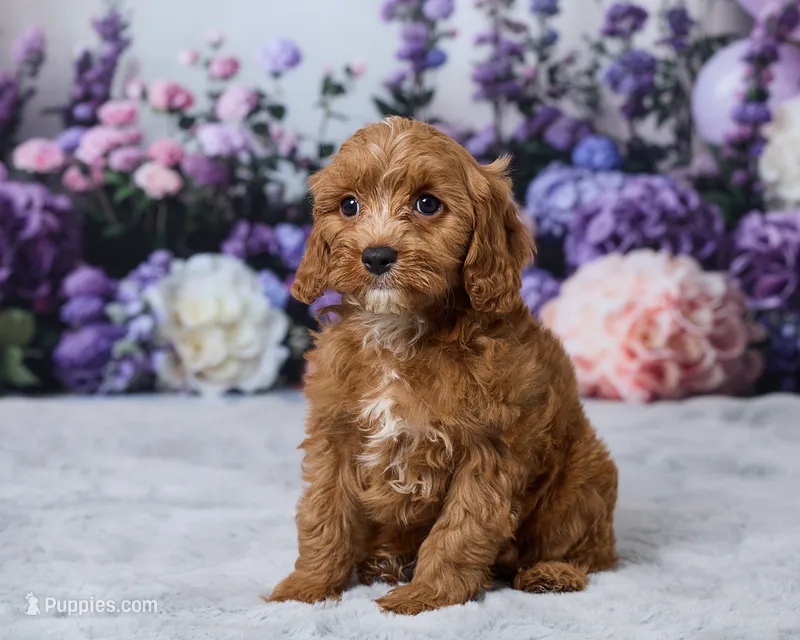 Teddy – Cavapoo puppy for sale in Los Angeles, CA