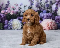 Teddy, a male Cavapoo for sale in Los Angeles, CA – 1 of 4