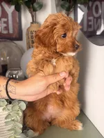 Toy size - Twinkle, a female Cavapoo and Poodle - Toy  for sale in Los Angeles, CA – 2 of 5