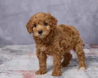 Minnie, a female Poodle - Toy  and Miniature Goldendoodle for sale in Los Angeles, CA – 3 of 5