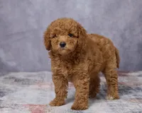 Bear, a male Poodle - Toy  and Miniature Goldendoodle for sale in Los Angeles, CA – 4 of 5