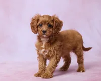 Mocha, a female Cavapoo and Poodle - Toy  for sale in Los Angeles, CA – 3 of 3