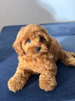 Candy, a female Cavapoo and Poodle - Toy  for sale in Los Angeles, CA – 2 of 5