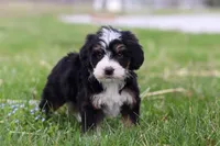 Rocky, a male Miniature Bernedoodle for sale in Los Angeles, CA – Photo 5 of 5