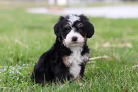 Rocky, a male Miniature Bernedoodle for sale in Los Angeles, CA – Photo 4 of 5