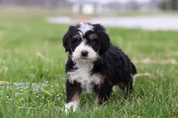 Rocky, a male Miniature Bernedoodle for sale in Los Angeles, CA – Photo 3 of 5