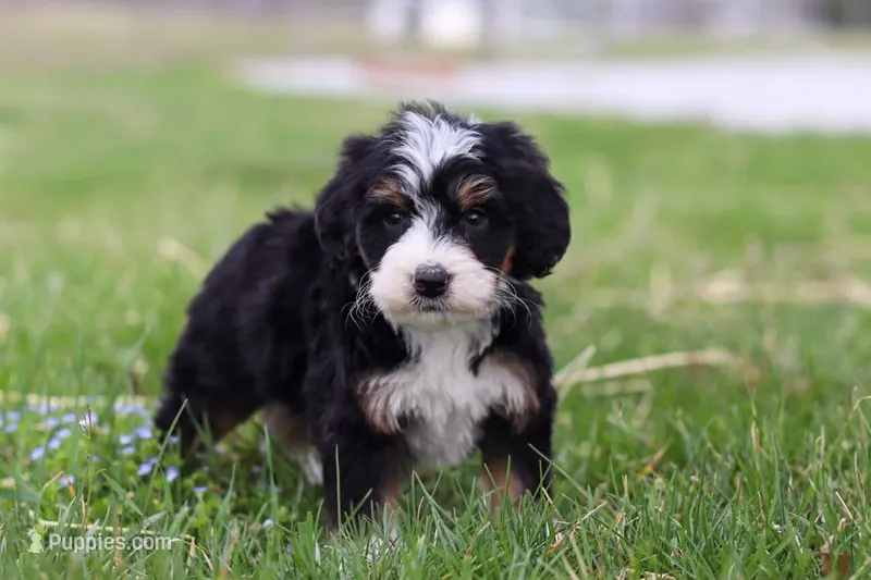 Rocky – Miniature Bernedoodle puppy for sale in Los Angeles, CA