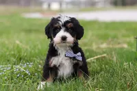 Rocky, a male Miniature Bernedoodle for sale in Los Angeles, CA – Photo 2 of 5