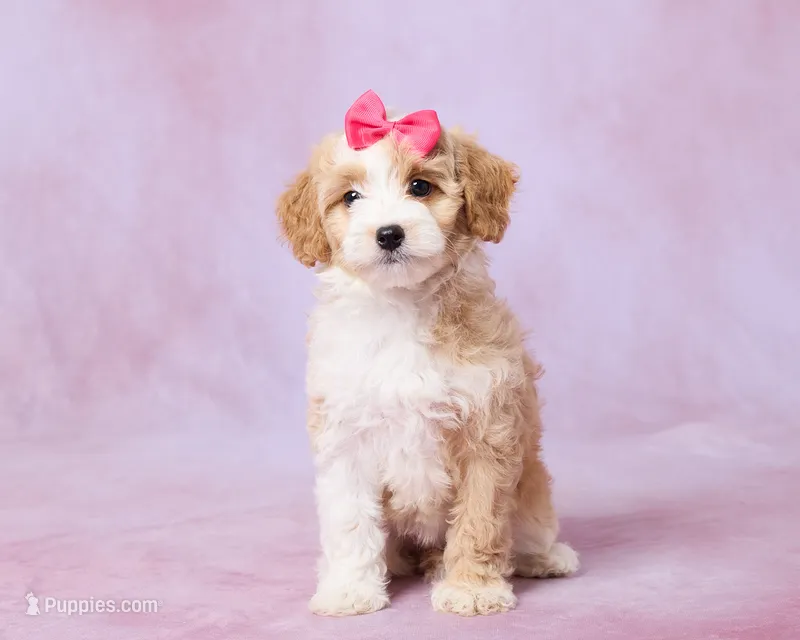 Hazel – Cavalier King Charles Spaniel, Poodle - Toy  puppy for sale in Los Angeles, CA
