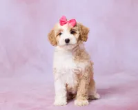 Hazel, a female Cavalier King Charles Spaniel and Poodle - Toy  for sale in Los Angeles, CA – 1 of 4