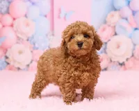 Bingo, a male Poodle - Toy  for sale in Los Angeles, CA – 4 of 5