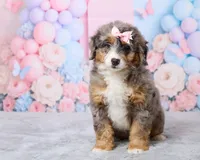 Bubbles, a female Miniature Bernedoodle for sale in Los Angeles, CA – 3 of 4