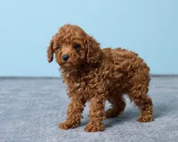 Blue, a male Poodle - Toy  for sale in Los Angeles, CA – 2 of 4