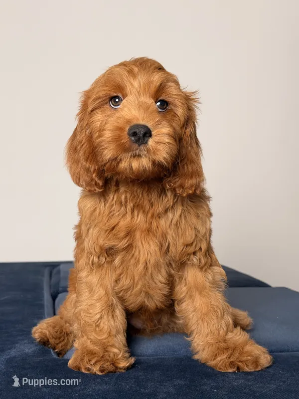 Dylan – Cavapoo, Poodle - Toy  puppy for sale in Los Angeles, CA