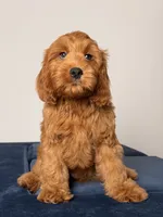 Dylan, a male Cavapoo and Poodle - Toy  for sale in Los Angeles, CA – 1 of 7