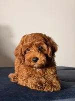 Chewy, a male Cavapoo and Poodle - Toy  for sale in Los Angeles, CA – 5 of 7