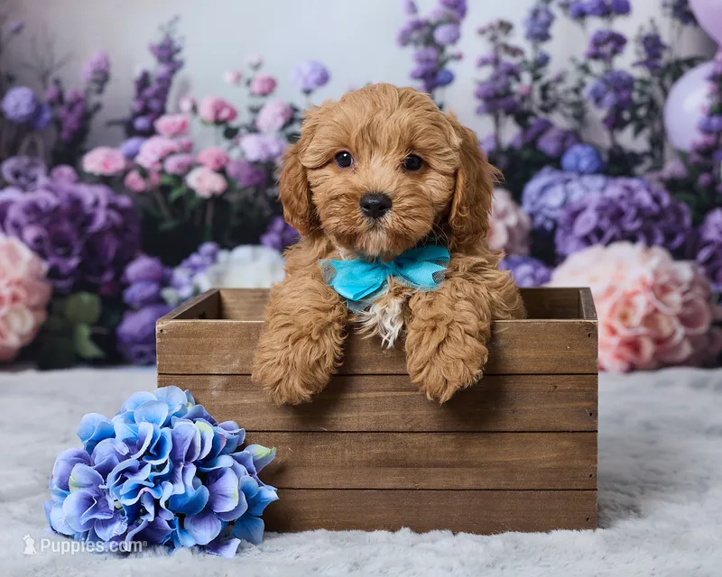 Mochi – Cavapoo puppy for sale in Los Angeles, CA