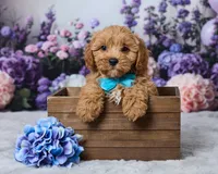 Mochi, a male Cavapoo for sale in Los Angeles, CA – 1 of 5
