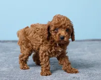Blue, a male Poodle - Toy  for sale in Los Angeles, CA – 3 of 4