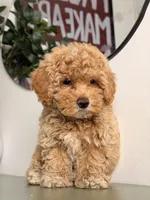 Ollie, a male Poodle - Toy  for sale in Los Angeles, CA – 3 of 5