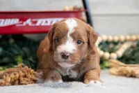 Copper, a male Goldendoodle and Poodle - Toy  for sale in Los Angeles, CA – 3 of 3
