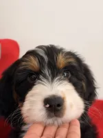 Winnie, a female Bernedoodle for sale in Los Angeles, CA – 2 of 5