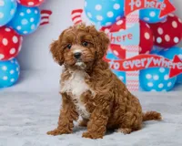 Maple, a female Cavapoo for sale in Los Angeles, CA – 1 of 3