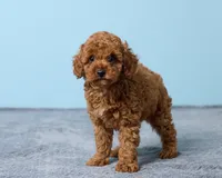 Boba, a male Poodle - Toy  for sale in Los Angeles, CA – 3 of 5