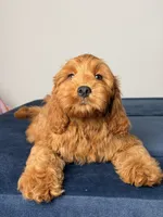 Dylan, a male Cavapoo and Poodle - Toy  for sale in Los Angeles, CA – 7 of 7