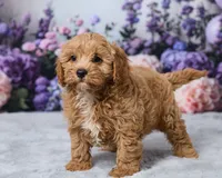 Mochi, a male Cavapoo for sale in Los Angeles, CA – 4 of 5